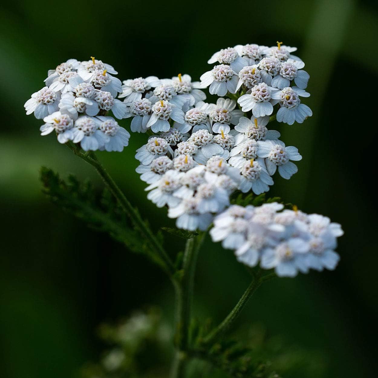 Close-up of white flowers with a blurred green background