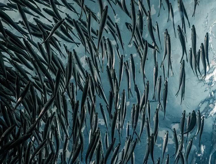 Hey Nutrition Omega-3 Fish Oil 2000mg - High EPA & DHA - 60 Softgels