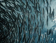 Hey Nutrition Omega-3 Fish Oil 2000mg - High EPA & DHA - 60 Softgels