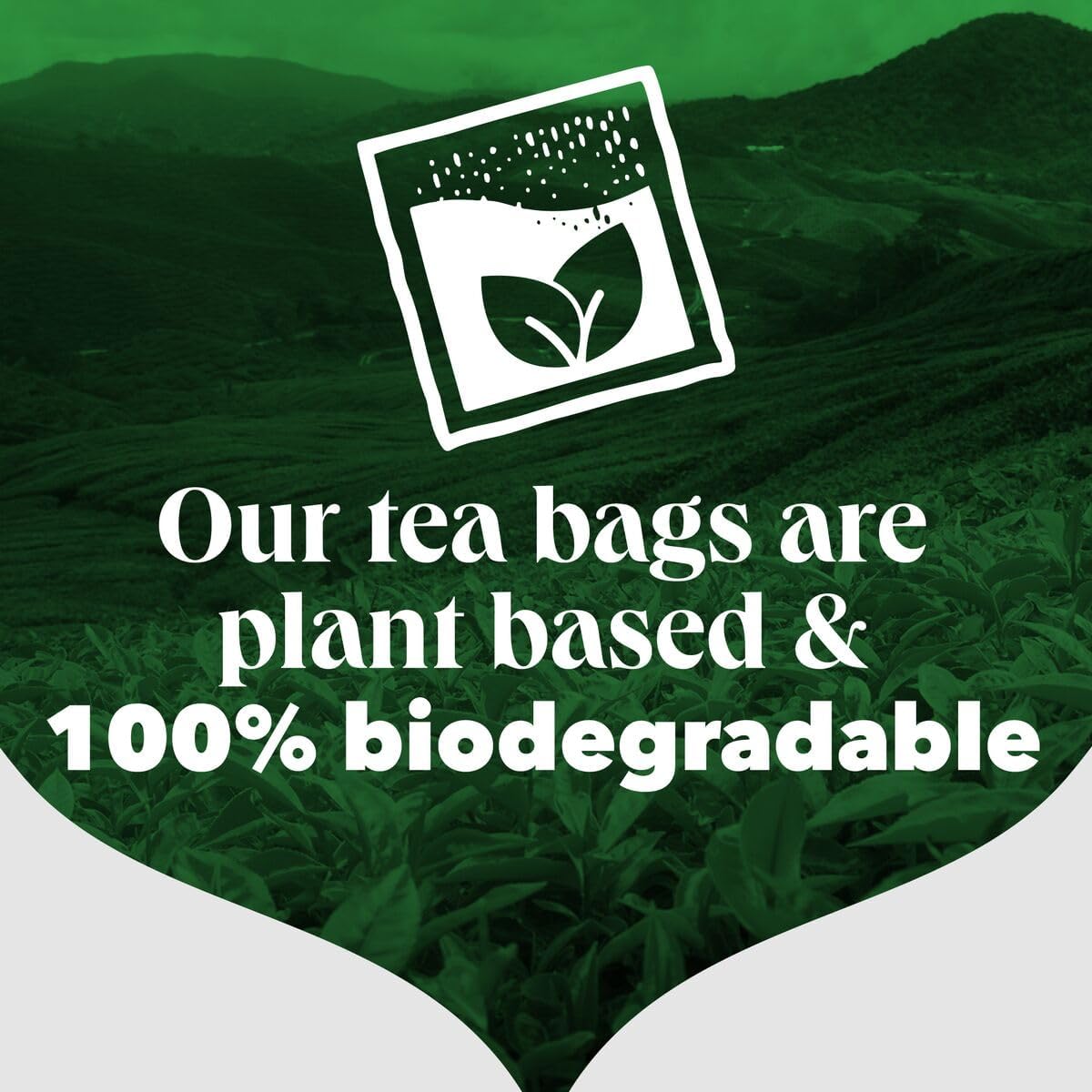 PG Tips Original Black Tea Bags 4 x 210 Count biodegradable