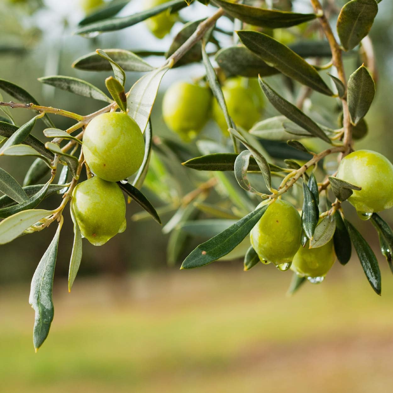 Green olives on a branch with leaves