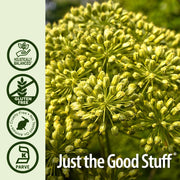 Close-up of green plant with certification logos and 'Just the Good Stuff' text on a light green background