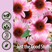 Nature’s Answer Echinacea & Astragalus Vegetarian Capsules – 90 Count