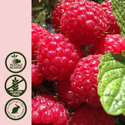 Nature’s Answer Liquid L-Carnitine, Alcohol-Free – 1,100 mg, 480 ml