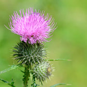 Pink thistle flower with a blurred green background