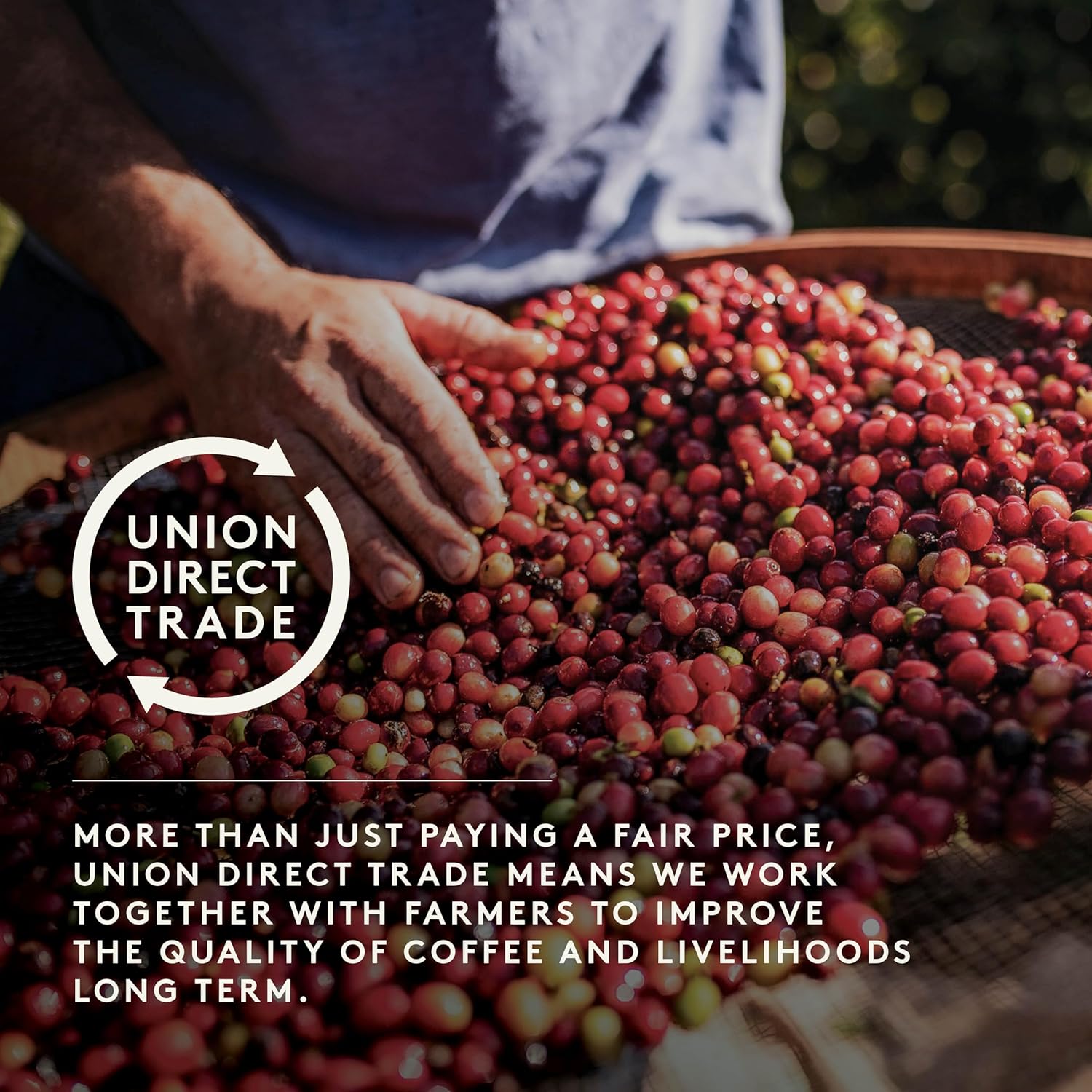 Union Yirgacheffe Organic Ethiopia Cafetiere Grind Coffee - 200g