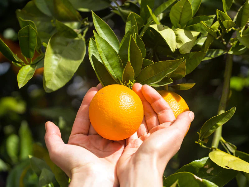 Hey Nutrition Natural Vitamin C 250mg Complex - 60 Capsules